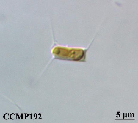 CCMP192 | NCMA at Bigelow Laboratory